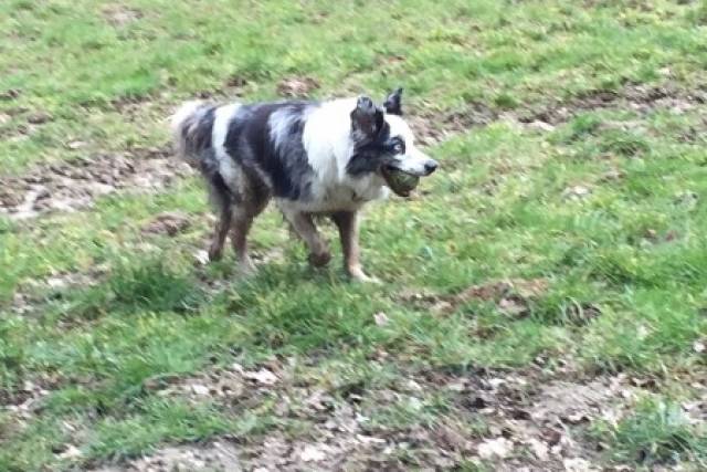 voorjaarswandeling-15-03-2014-148 - Afbeelding 9 van 17